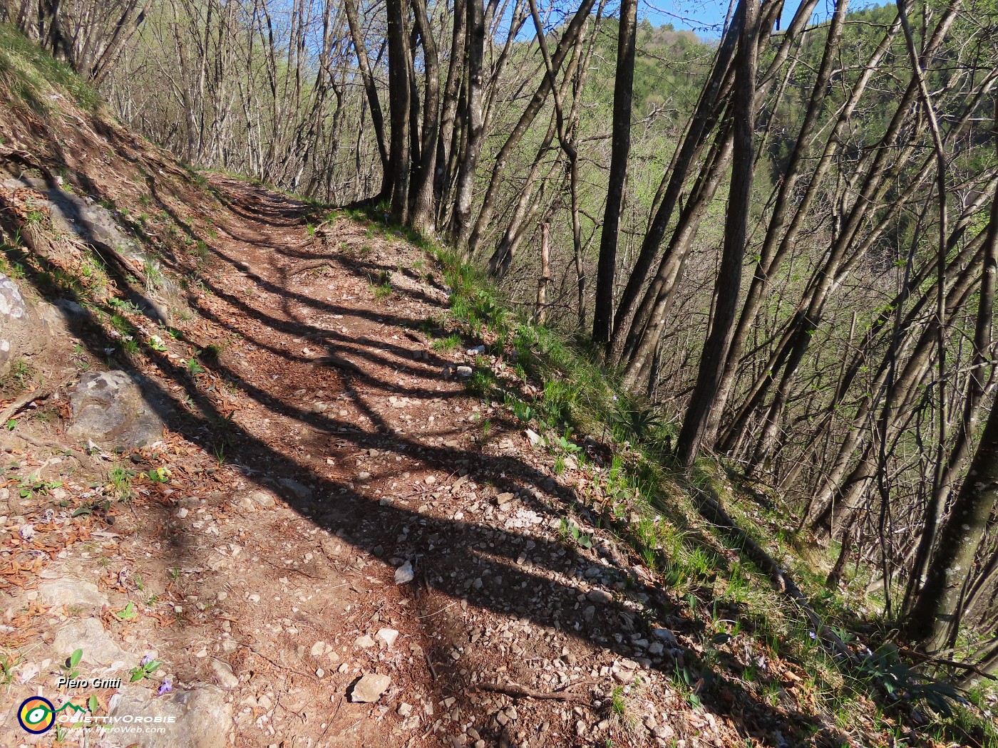 22 Le ombre a terra delle piante baciate dal sole ed elevate al cielo .JPG